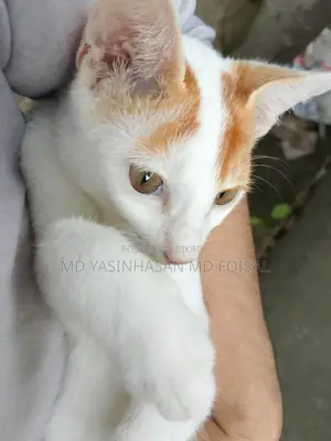 3-6 Months Male Mixed Breed Bengal Cat