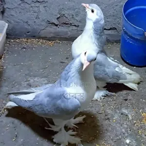 Silver Shirazi Pigeon Pair for Sale.#pigeon#bird#animal#pets
