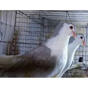 Silver Shirazi Pigeon Pair for Sale.#pigeon#bird#animal#pets