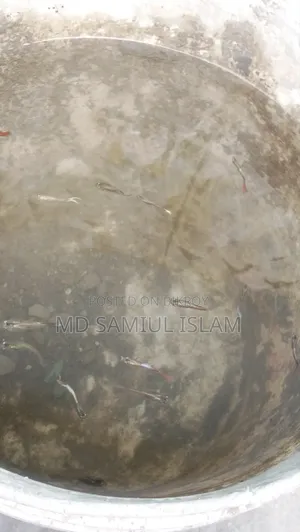 Mix Guppy Fish