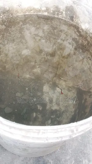 Mix Guppy Fish