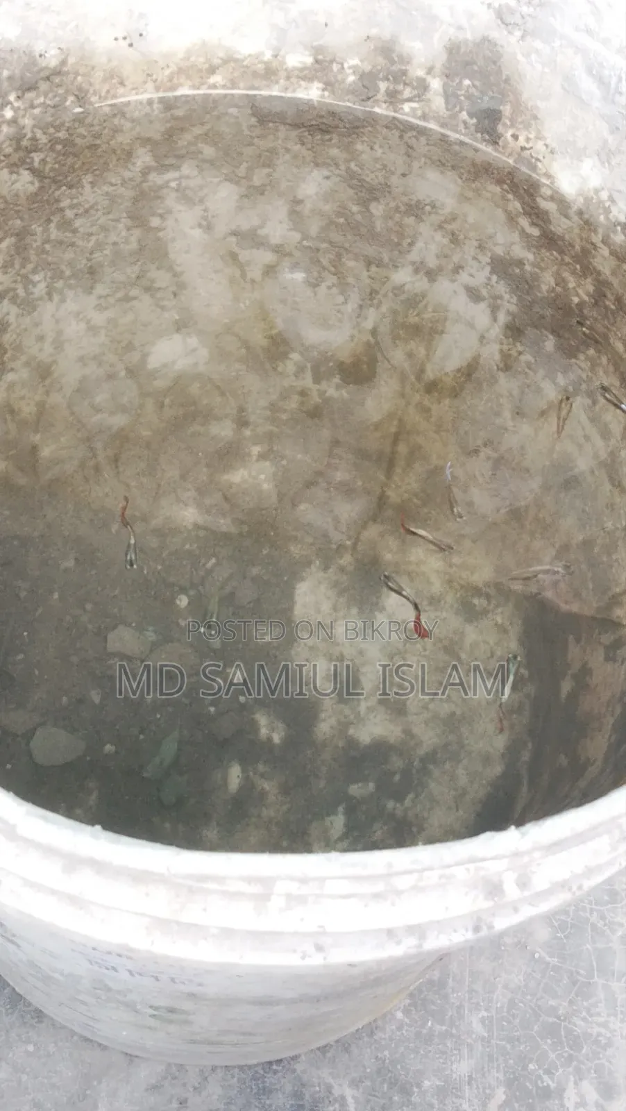 Mix Guppy Fish