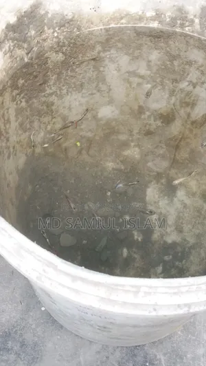 Mix Guppy Fish