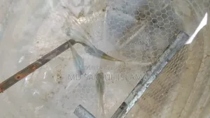 মিক্স গাপ্পি ফিশ