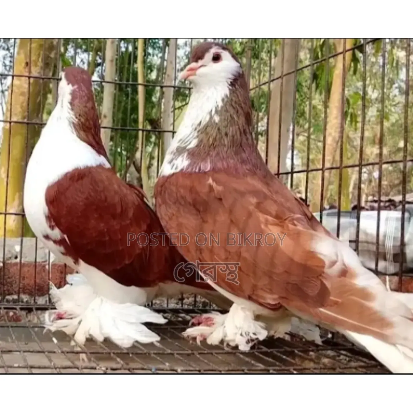 Red Siraji pigeon pair will be sold