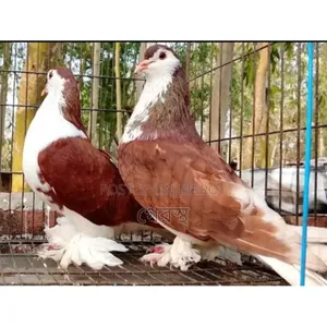 Red Siraji pigeon pair will be sold