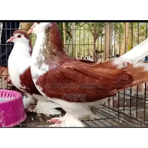 Red Siraji pigeon pair will be sold