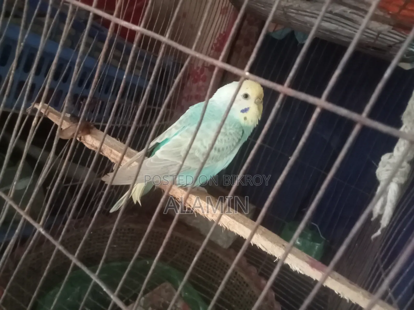 Budgie Female Running
