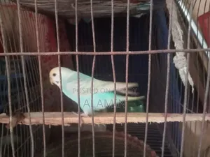 Budgie Female Running