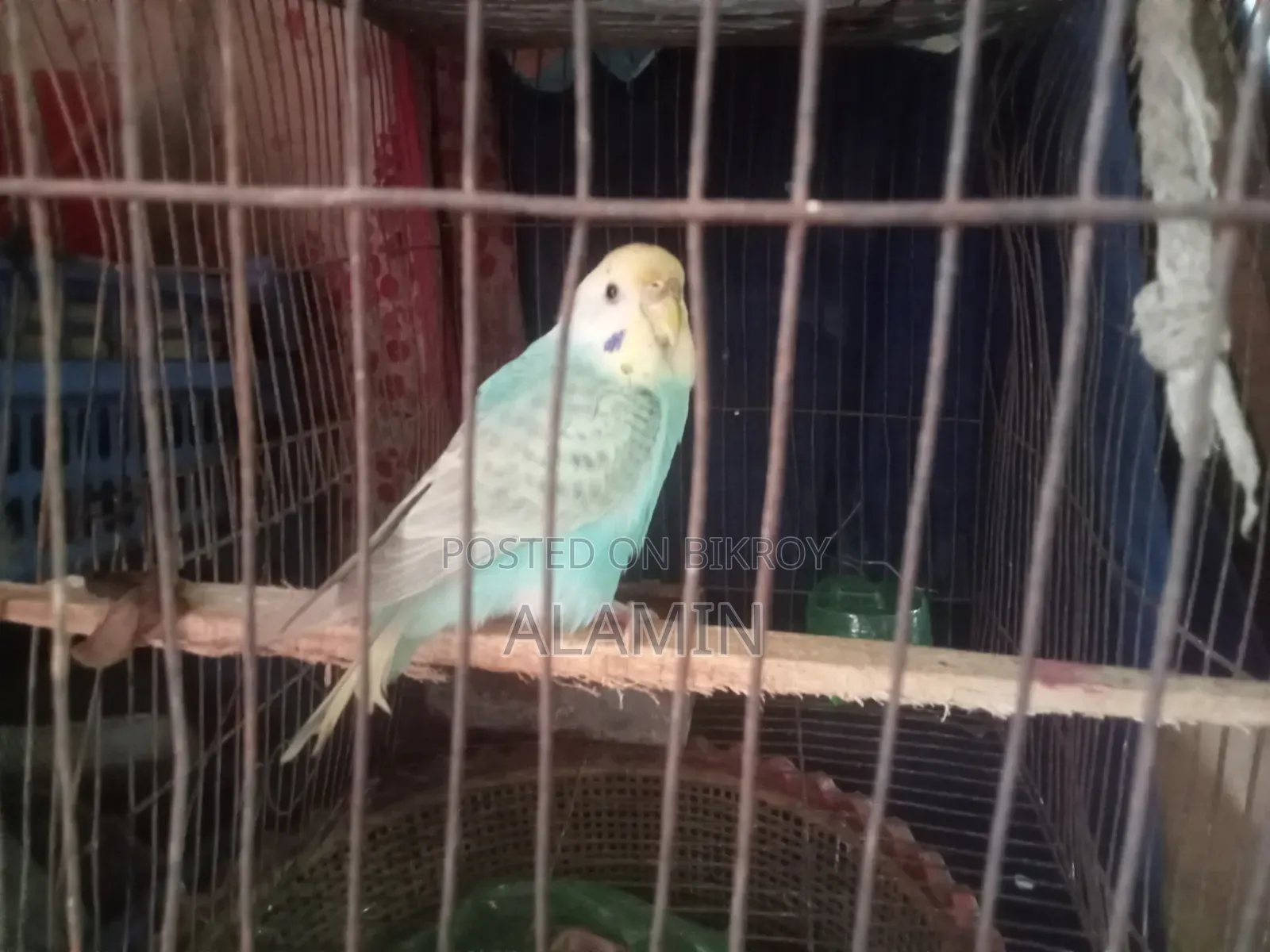 Budgie Female Running
