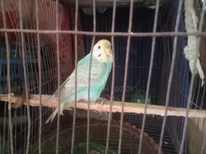 Budgie Female Running