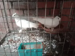 Will sell a pair of white Kagmari pigeons