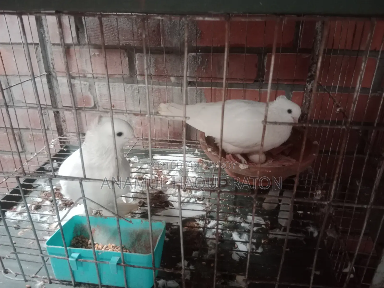 সাদা এক জোড়া কাকজি কবুতর বিক্রি করব