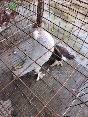 ইংলিশ পোটার মেল কবুতর