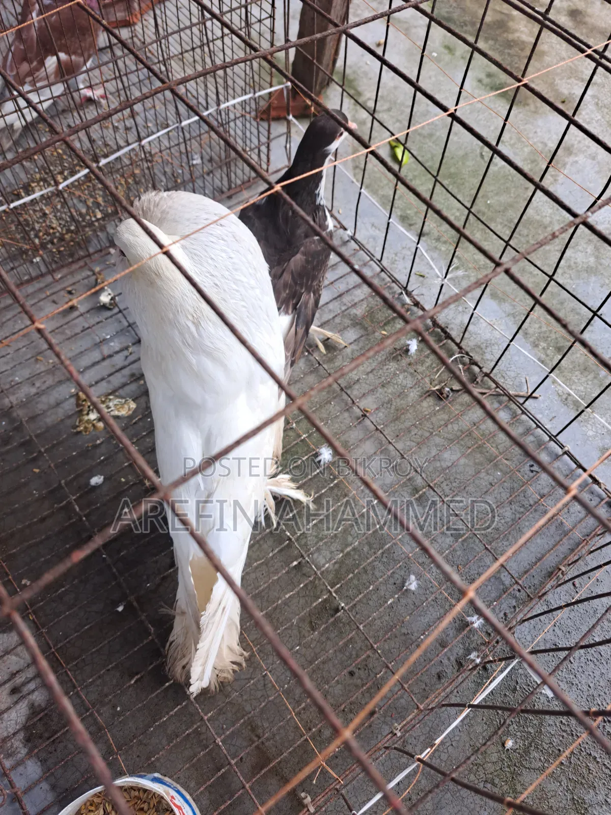 ইংলিশ পোটার মেল কবুতর