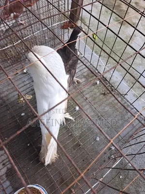 ইংলিশ পোটার মেল কবুতর