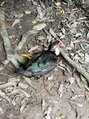 Moscovy Duck Raised at Home for Sale