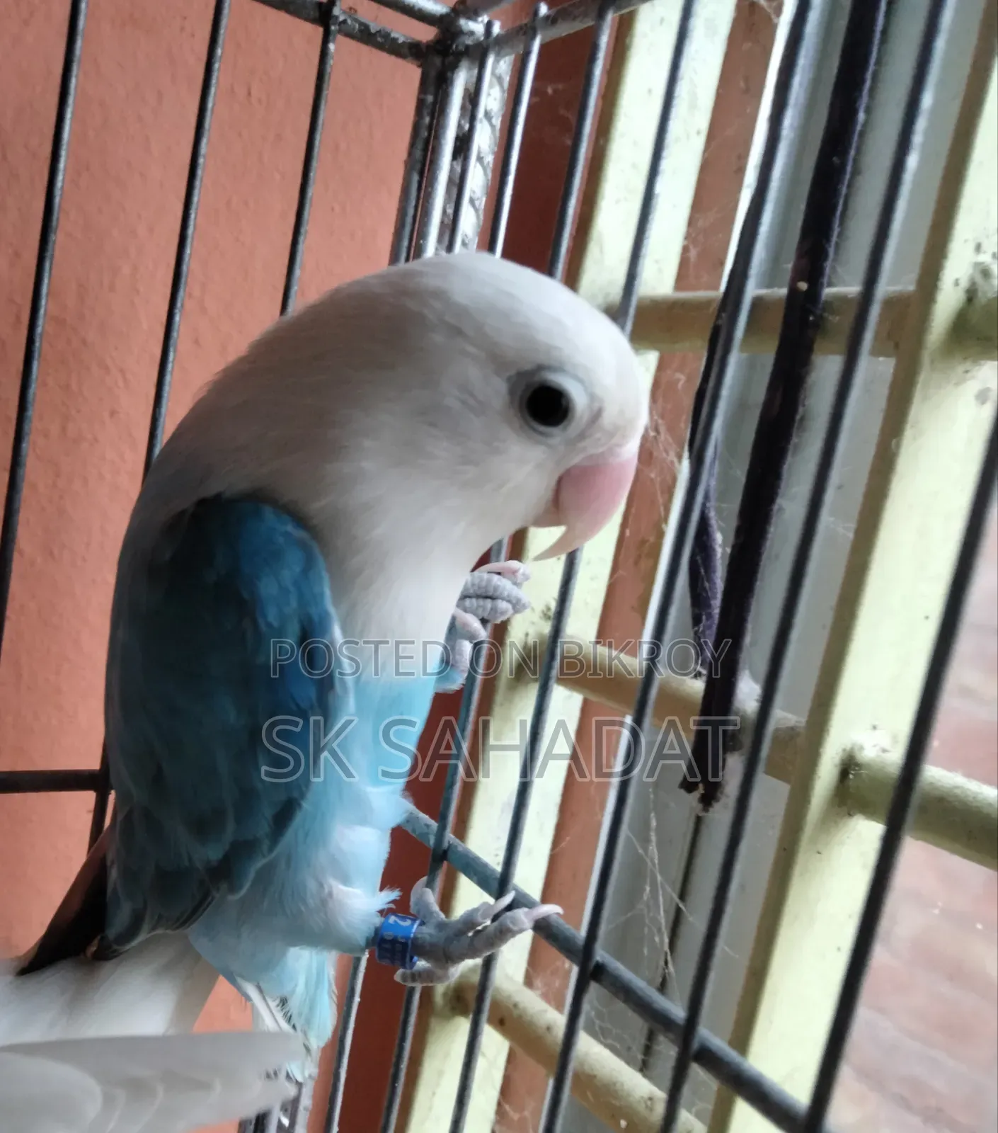লাভ বার্ড পাখি