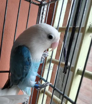 লাভ বার্ড পাখি