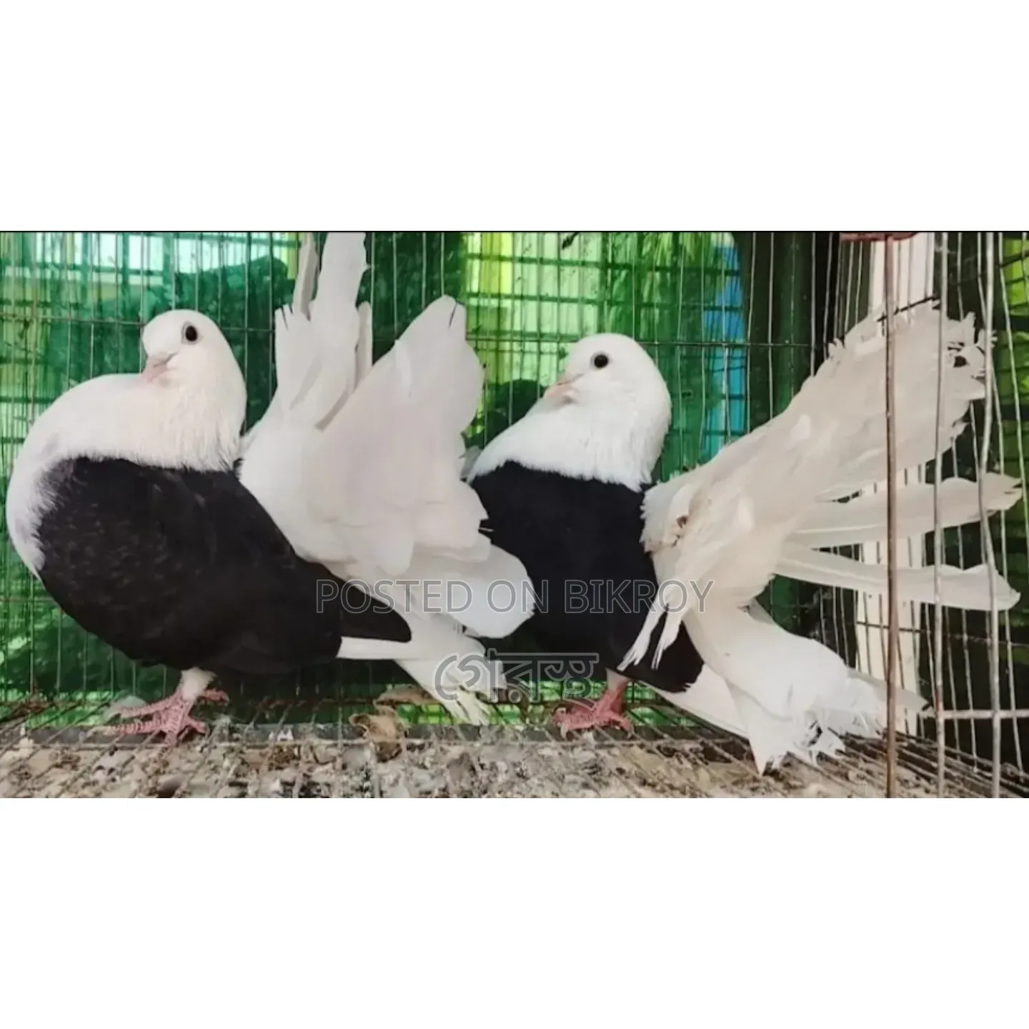 Black White Combination এর লক্ষা কবুতর জোড়া টা বিক্রয় করা হবে।
