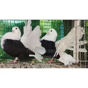 Black White Combination এর লক্ষা কবুতর জোড়া টা বিক্রয় করা হবে।