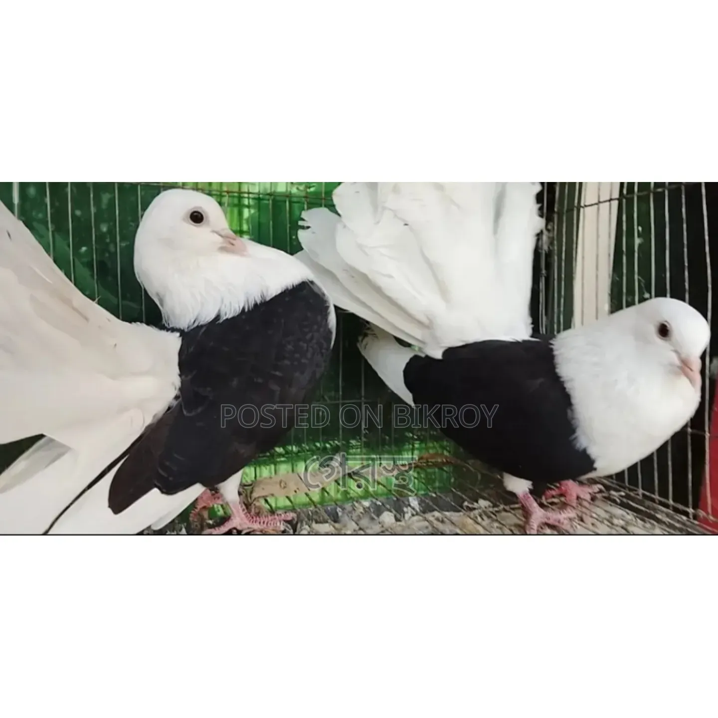 Black White Combination এর লক্ষা কবুতর জোড়া টা বিক্রয় করা হবে।