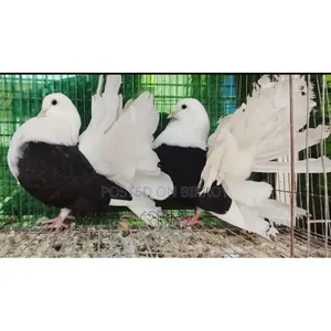 Black White Combination এর লক্ষা কবুতর জোড়া টা বিক্রয় করা হবে।