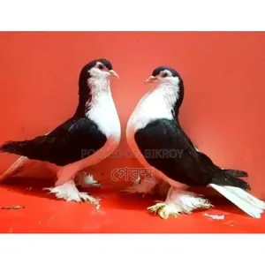 ব্লাক সিরাজী কবুতর জোড়া বিক্রি করা হবে।