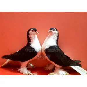 Black Siraji pigeon pair will be sold.