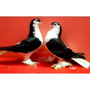 Black Siraji pigeon pair will be sold.