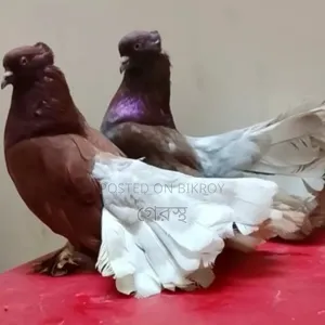 Full Fresh Lakkha pigeon pair will be sold.