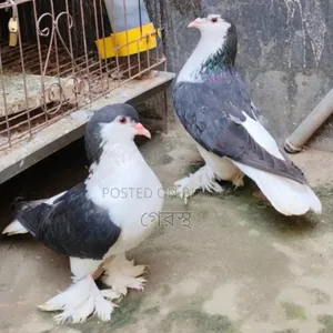 রানিং ব্ল্যাক সিরাজি কবুতর জোড়া টি বিক্রয় করা হবে।#কবুতর#পাখি#animal
