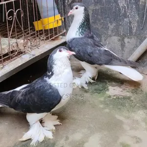 Running Black Siraji Pigeon Pair for Sale.#pigeon#bird#animal