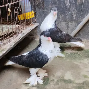 Running Black Siraji Pigeon Pair for Sale.#pigeon#bird#animal