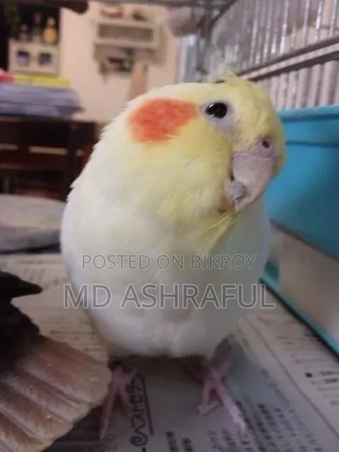 Female Lutino Cockatiel