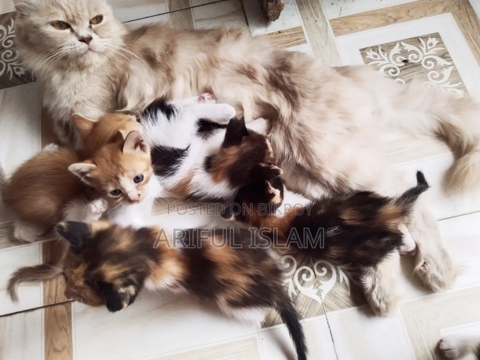 0-1 Month Female Mixed Breed Persian