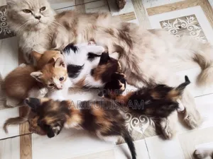 0-1 Month Female Mixed Breed Persian
