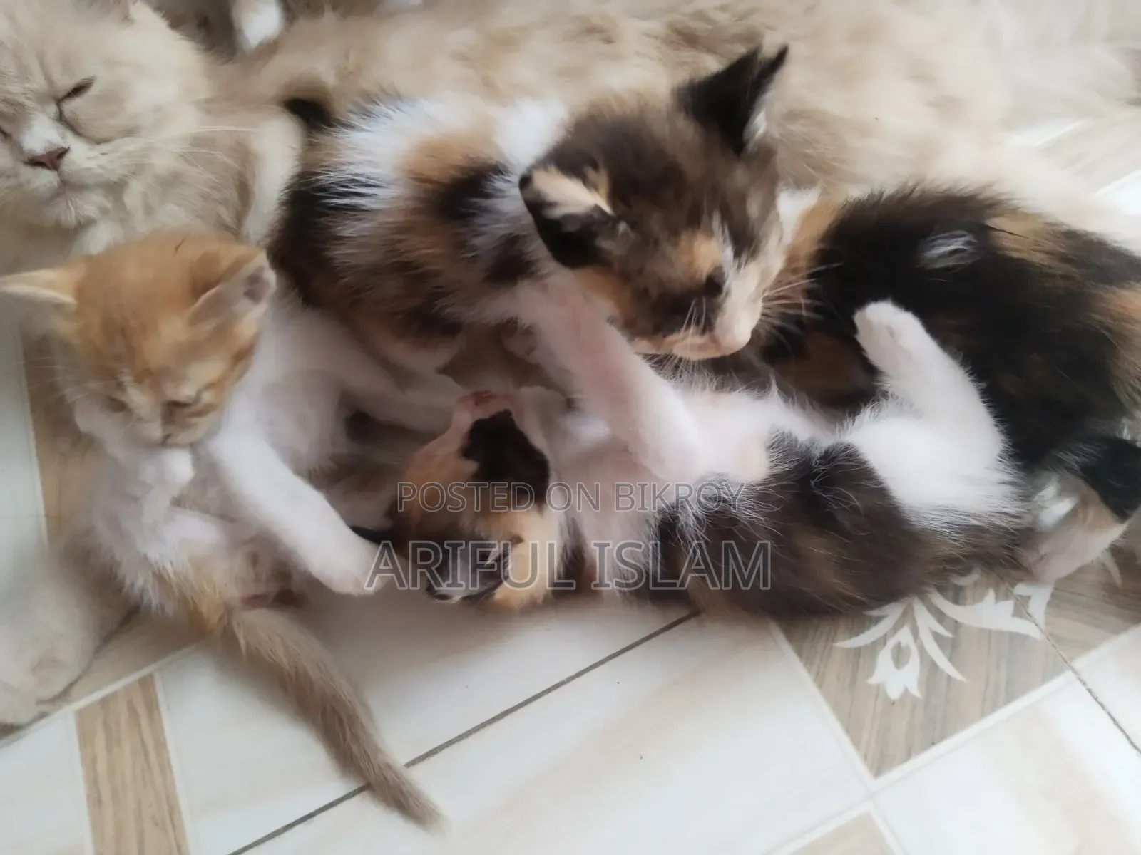 0-1 Month Female Mixed Breed Persian