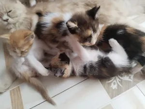 0-1 Month Female Mixed Breed Persian