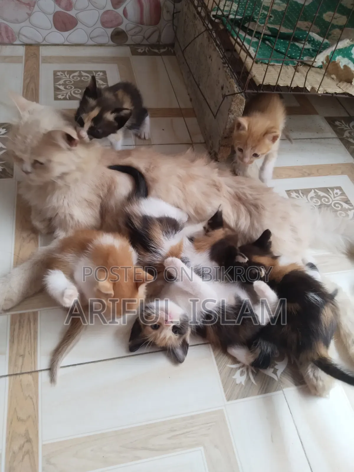 0-1 Month Female Mixed Breed Persian