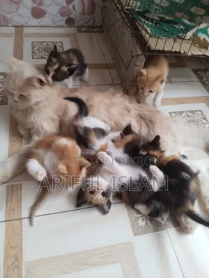 0-1 Month Female Mixed Breed Persian