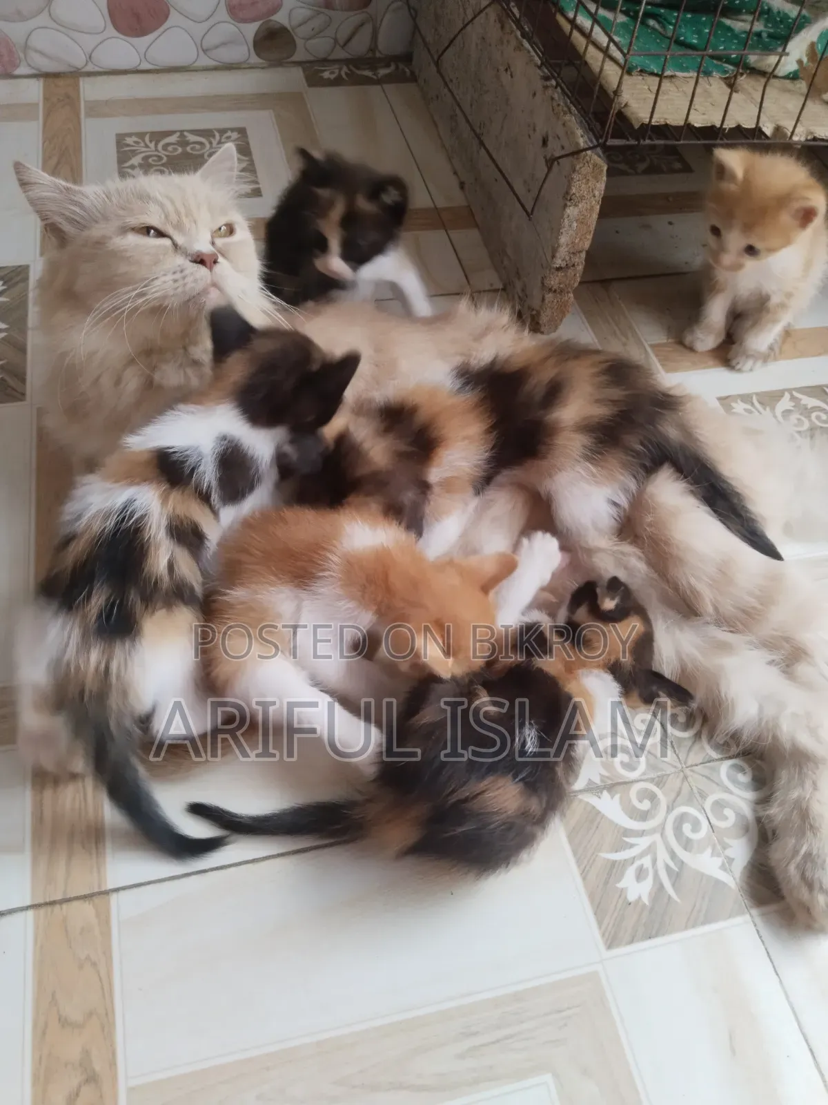 0-1 Month Female Mixed Breed Persian