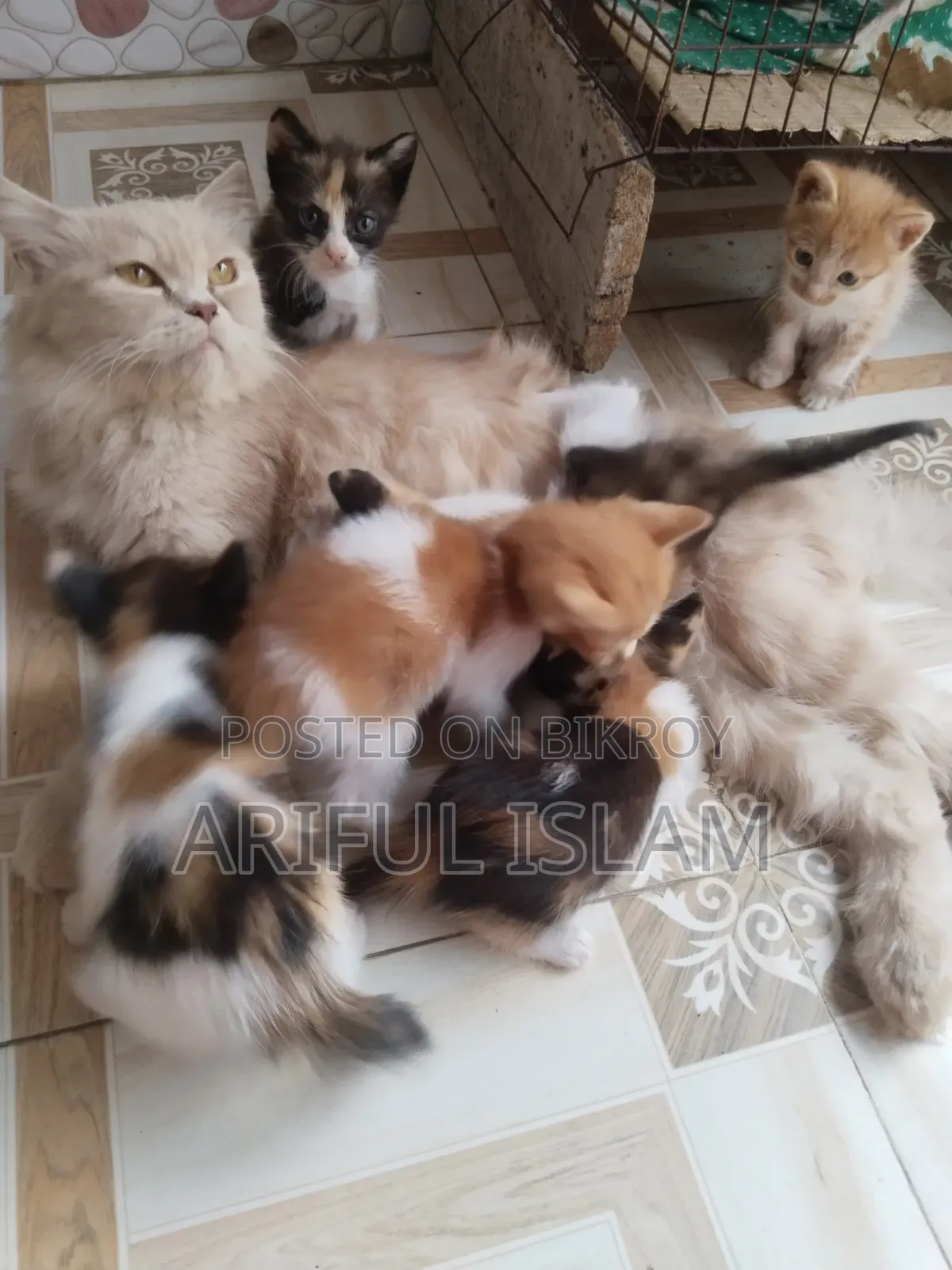 0-1 Month Female Mixed Breed Persian