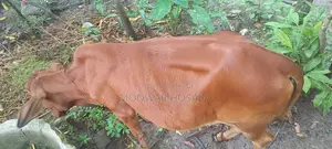 Heifer Calf