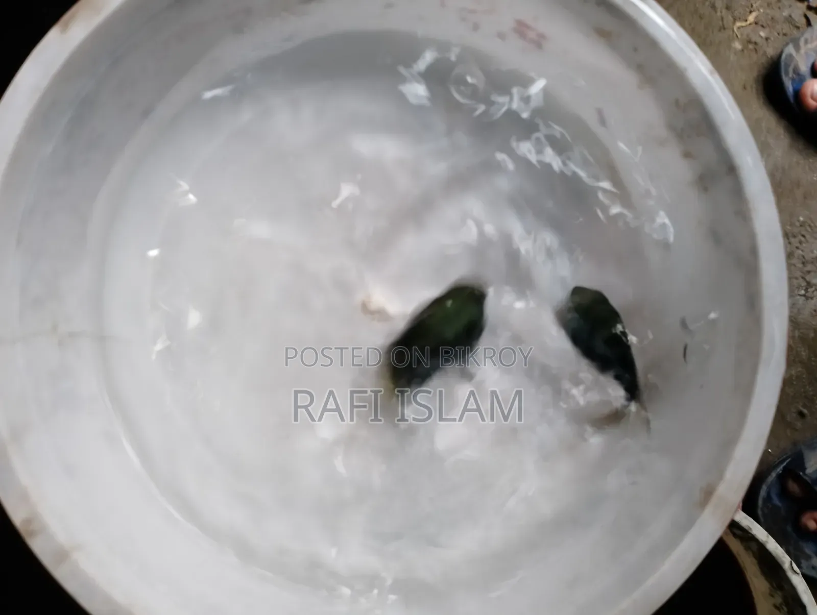 পলের প্রোত