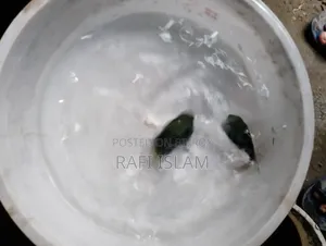 পলের প্রোত