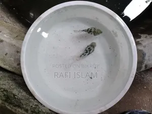 পলের প্রোত