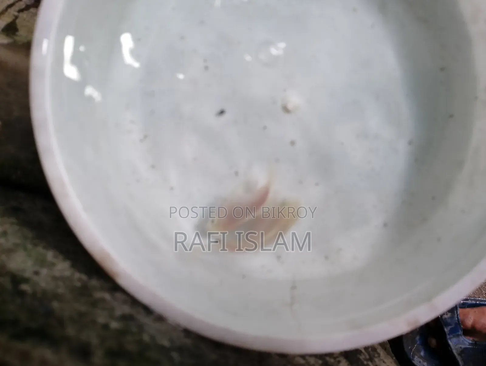 পলের প্রোত