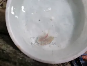পলের প্রোত