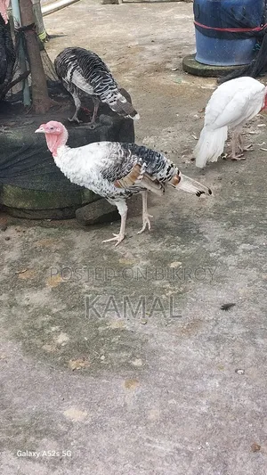 টার্কি মোরগ-মুরগী বিক্রি হবে